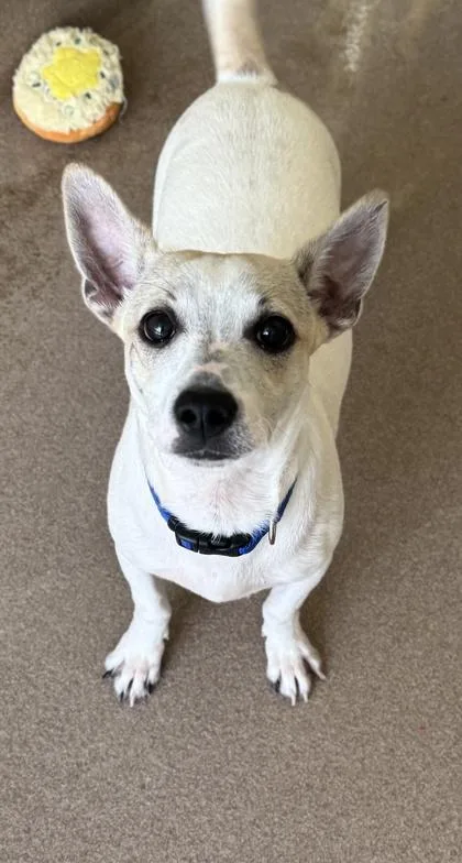 An adult small-sized male Chihuahua dog named Tommy for adoption in San Antonio, TX