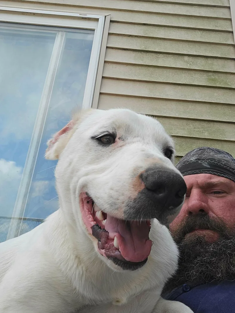 A young medium-sized male White / Cream Labrador Retriever dog named Scotty for adoption in RUSSIAVILLE, IN