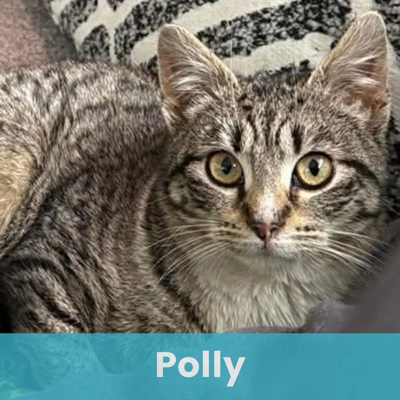 Polly