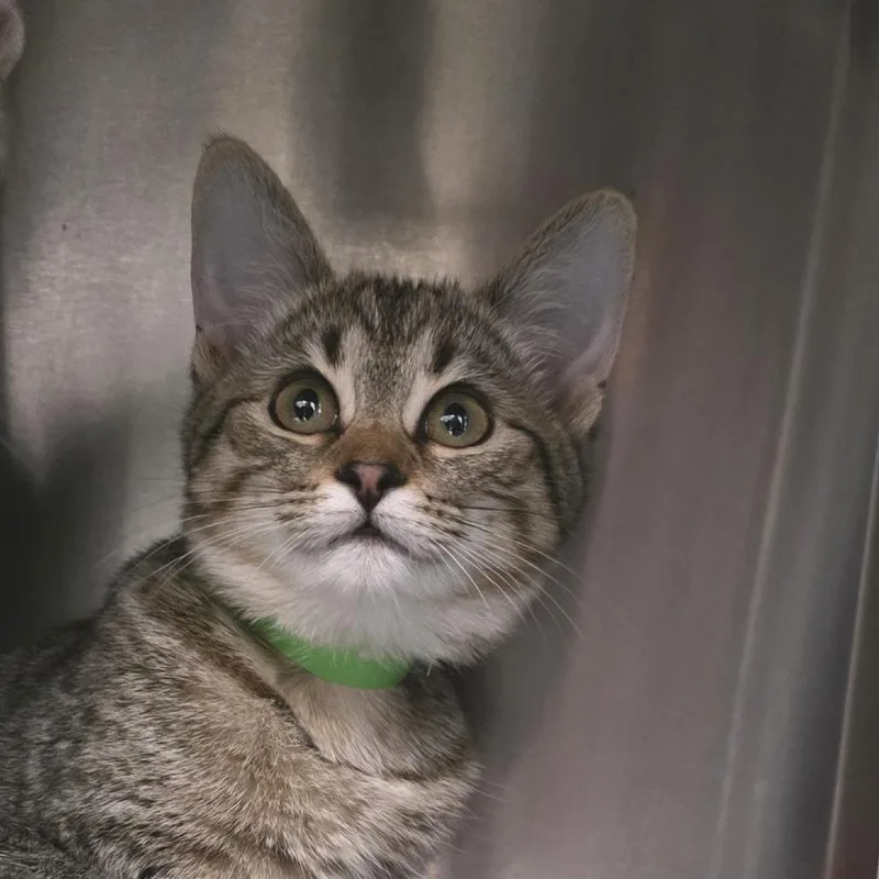 Macchiato thumbnail 2