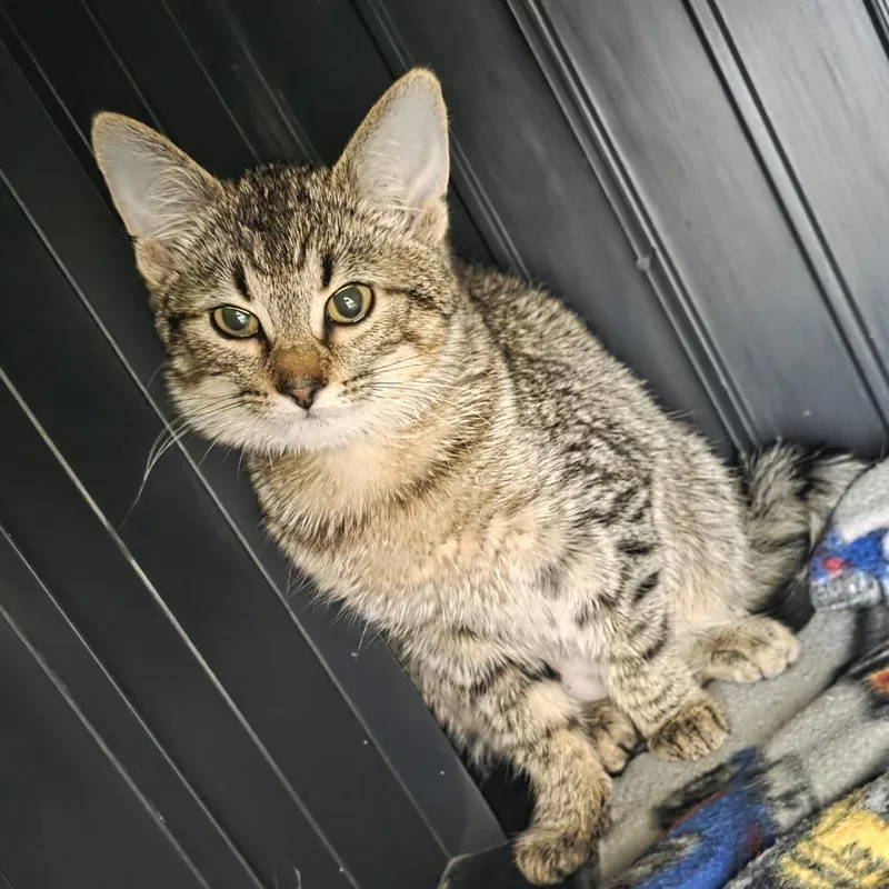 Macchiato thumbnail 3