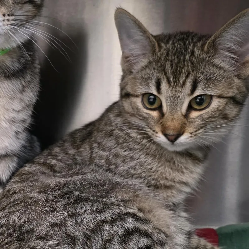 Macchiato thumbnail 4