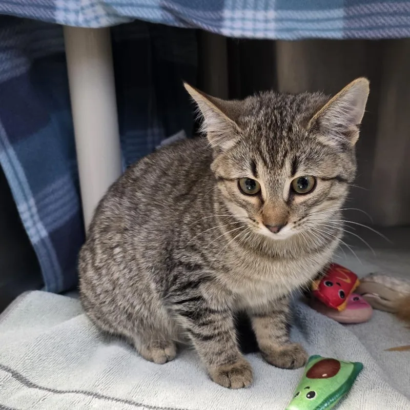 Macchiato thumbnail 5