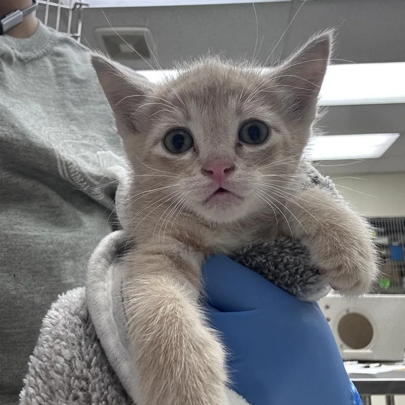 A baby small-sized male Buff / Tan / Fawn Domestic Short Hair cat named Franks for adoption in Bastrop, TX