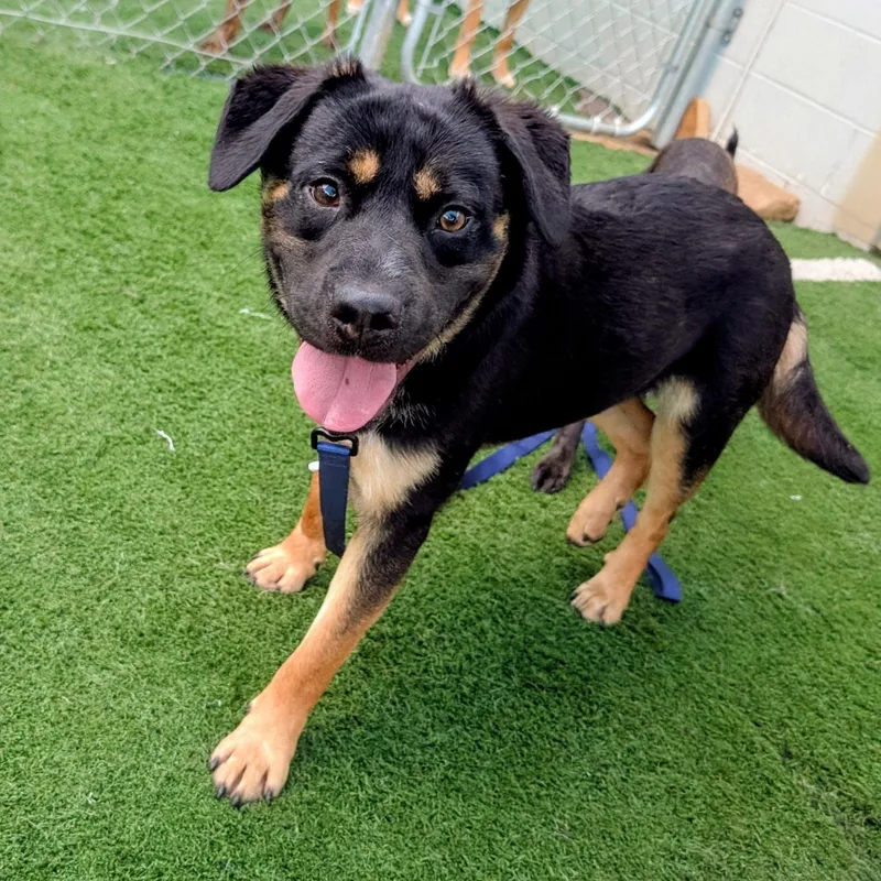 A young medium-sized male Black Labrador Retriever dog named Winston A Calm for adoption in Pennington, NJ