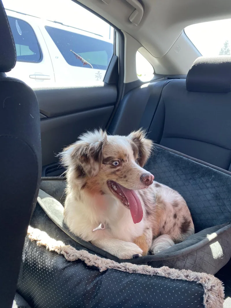 An adult medium-sized male Australian Shepherd dog named Milo for adoption in Dallas, TX