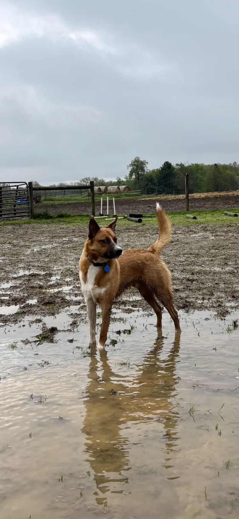 A young medium-sized male Australian Cattle Dog / Blue Heeler dog named Archie for adoption in Philadelphia, PA
