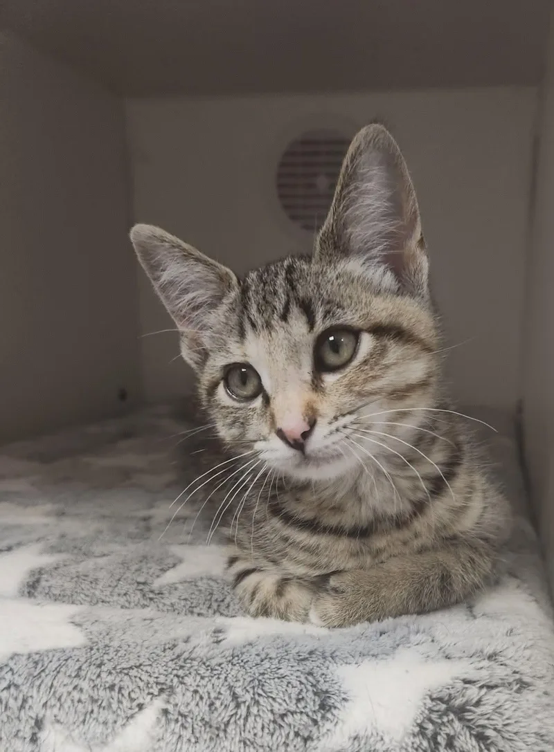 A baby medium-sized female Tabby (Brown / Chocolate) Domestic Short Hair cat named Whisper for adoption in Howell, MI