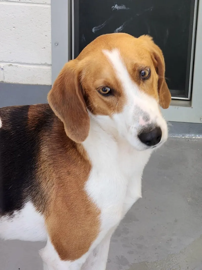 An adult medium-sized male Hound dog named Buck for adoption in Hilton Head Island, SC