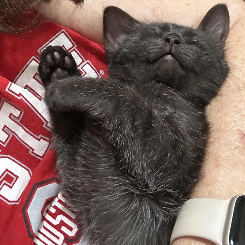 A baby medium-sized female Black Domestic Short Hair cat named Nano for adoption in West Jefferson, OH