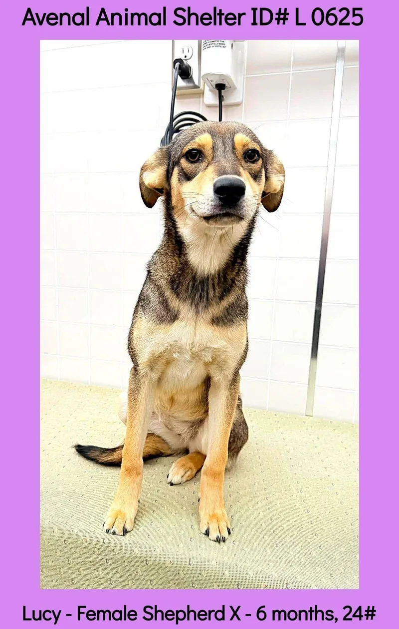 A young large-sized female Yellow / Tan / Blond / Fawn Shepherd dog named Lucy for adoption in Avenal, CA