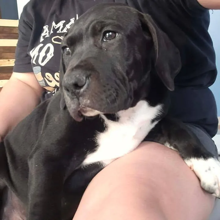 A young large-sized male Black Great Dane dog named Titan for adoption in Effingham, IL