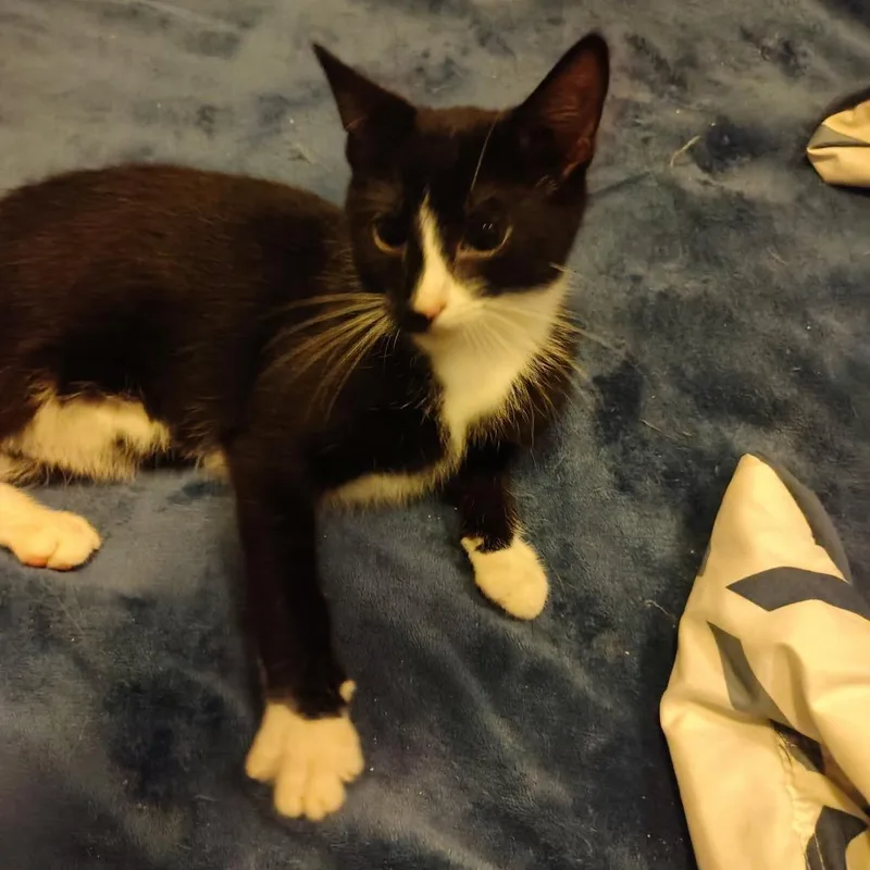 A baby medium-sized male Black Domestic Short Hair cat named Coffee for adoption in Davenport, IA