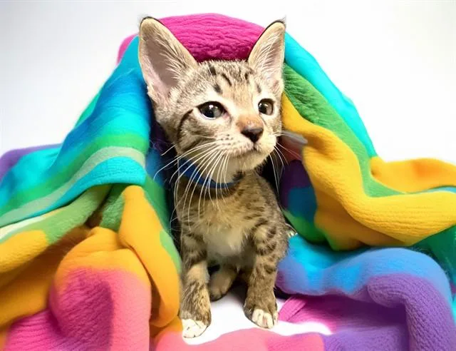A baby medium-sized male Domestic Short Hair cat named Baobao for adoption in Fort Lauderdale, FL