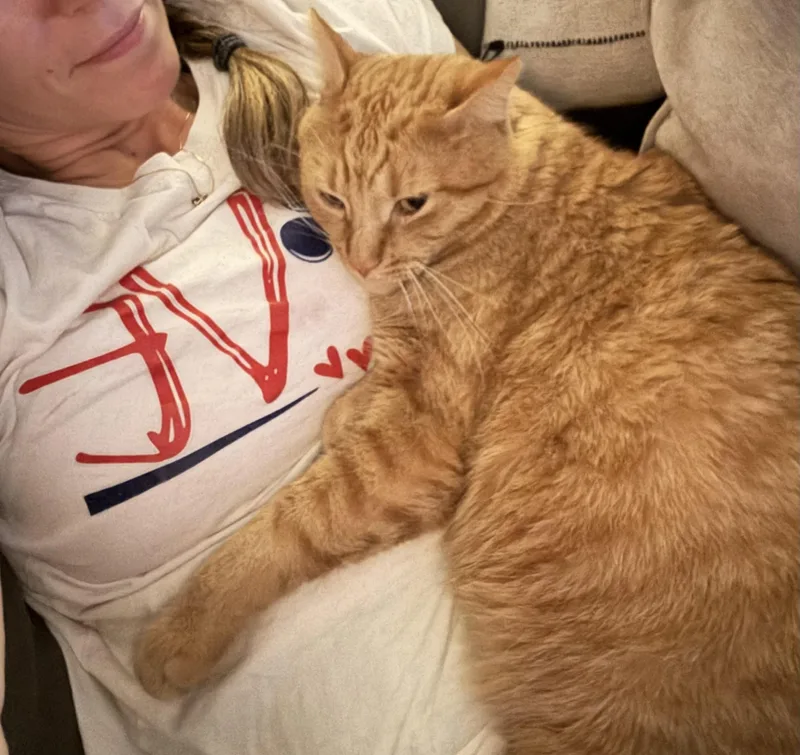 An adult large-sized male Orange / Red Domestic Short Hair cat named Murphy for adoption in Blaine, MN