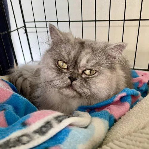 A young small-sized female Gray / Blue / Silver Persian cat named Lluvia for adoption in Vashon Island, WA