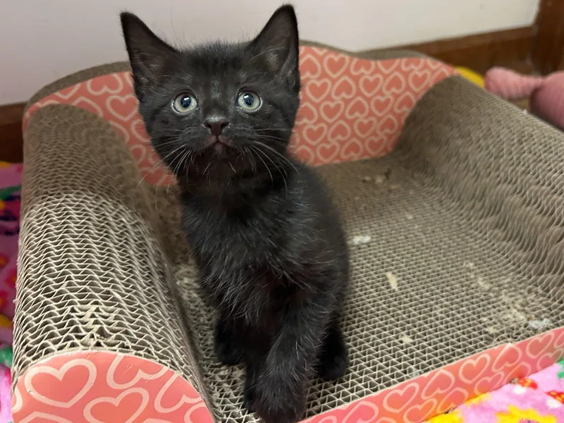 A baby small-sized female Domestic Short Hair cat named Matilda for adoption in Raleigh, NC