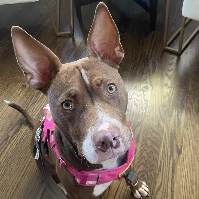 A baby medium-sized female Brown / Chocolate Pit Bull Terrier dog named Coco for adoption in Peotone, IL