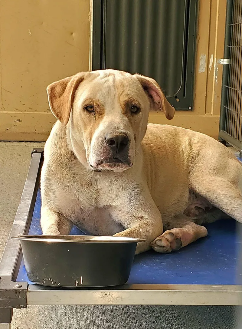 An adult medium-sized male Yellow / Tan / Blond / Fawn Mixed Breed dog named Dude for adoption in BONIFAY, FL