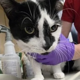An adult large-sized female Domestic Short Hair cat named Poppy for adoption in Rapid City, SD