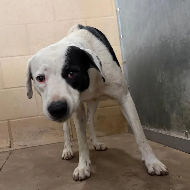 An adult large-sized female Pit Bull Terrier dog named Edwina for adoption in Edinburg, TX