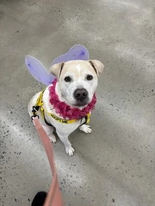 An adult large-sized female Mixed Breed dog named Zenith for adoption in Chamblee, GA