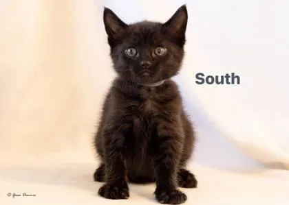 A baby small-sized male Domestic Short Hair cat named South for adoption in Roseville, CA