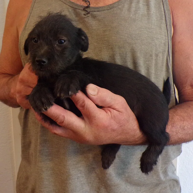 A baby small-sized female Black Schnauzer dog named Hallie for adoption in Corona, CA