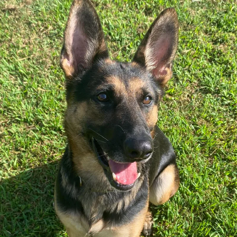 An adult small-sized female Black German Shepherd Dog dog named Ruby for adoption in Centerville, TN