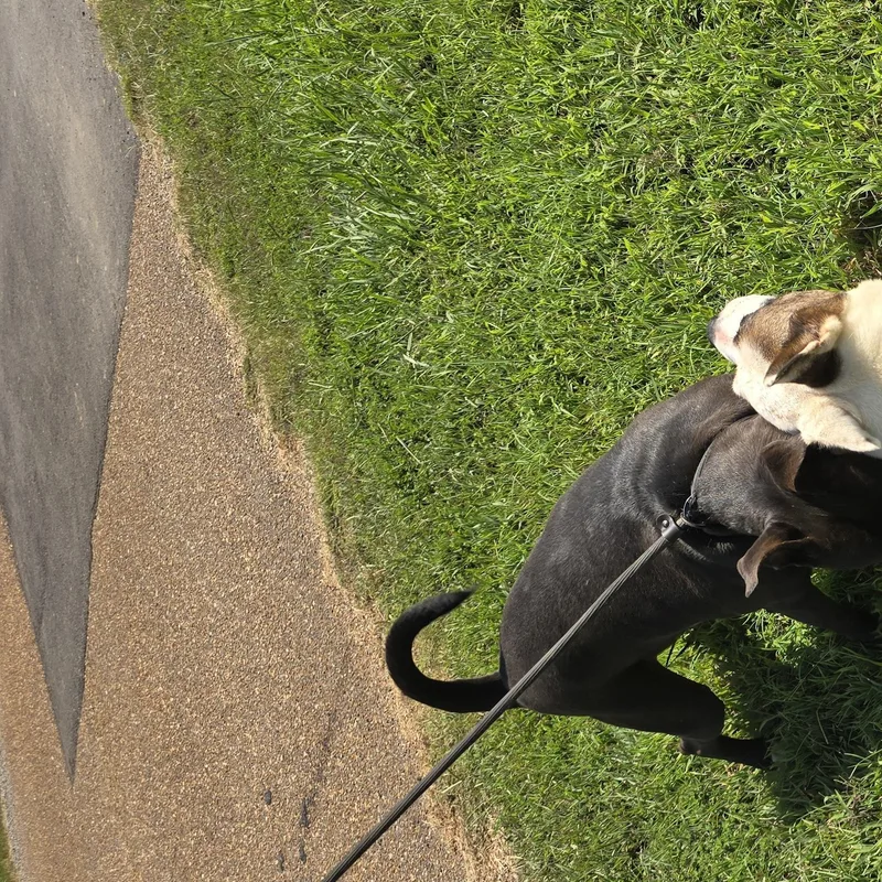 An adult large-sized female Brindle Basenji dog named Sassy for adoption in Arlington, TN