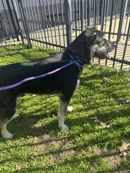 A young medium-sized male Black Terrier dog named Sunny for adoption in Randleman, NC