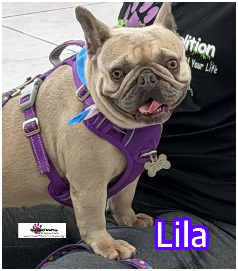 Lila