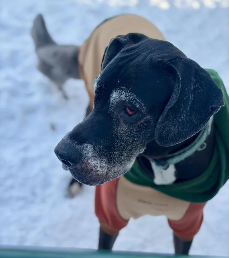 Daisy thumbnail 3