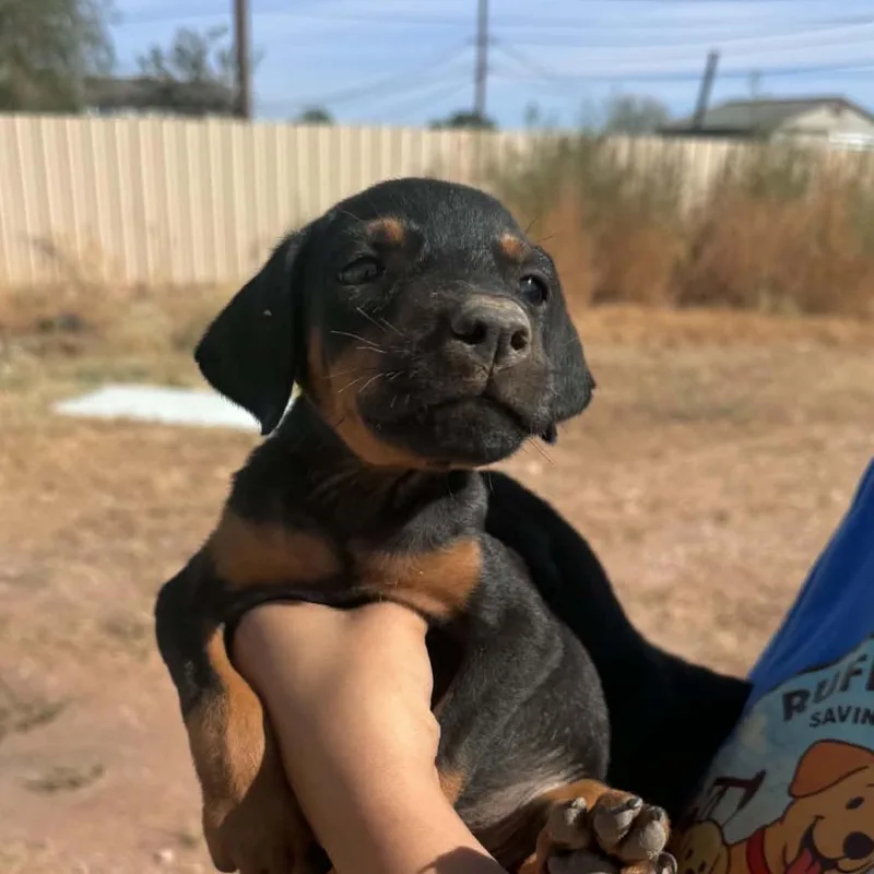 A baby small-sized male Doberman Pinscher dog named Banjo for adoption in Odessa, TX