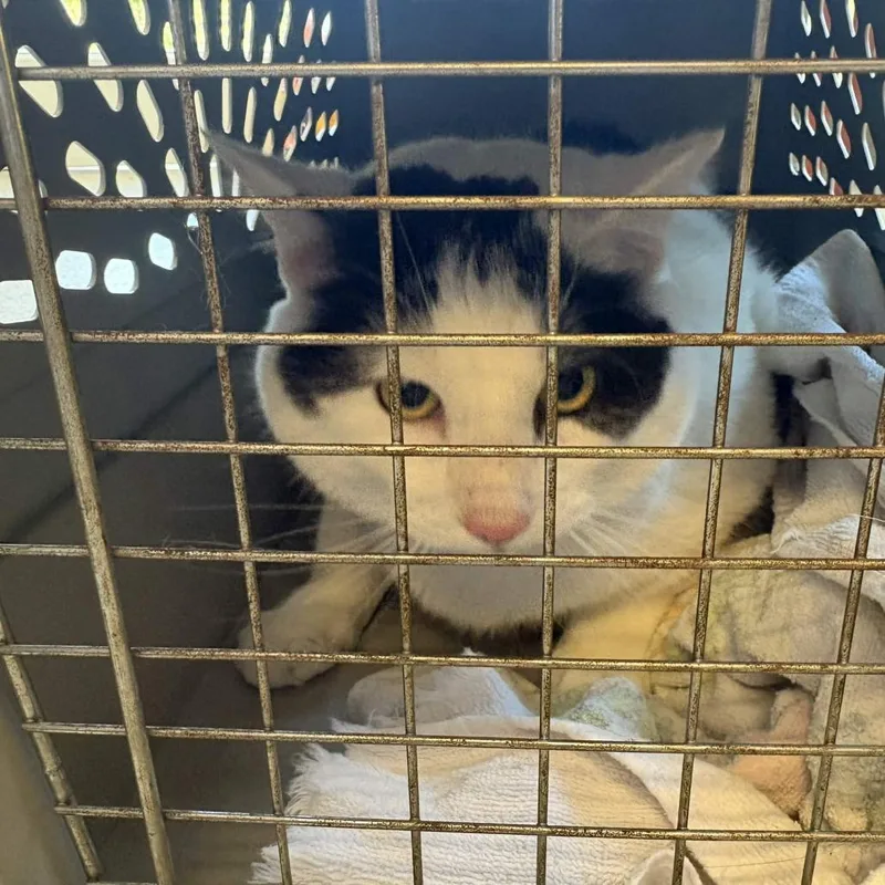 An adult extra large-sized male Domestic Short Hair cat named Big Boy for adoption in Gloucester, VA