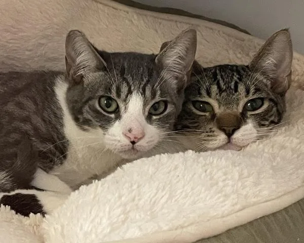 A baby small-sized female Domestic Short Hair cat named Lilac for adoption in Novato, CA