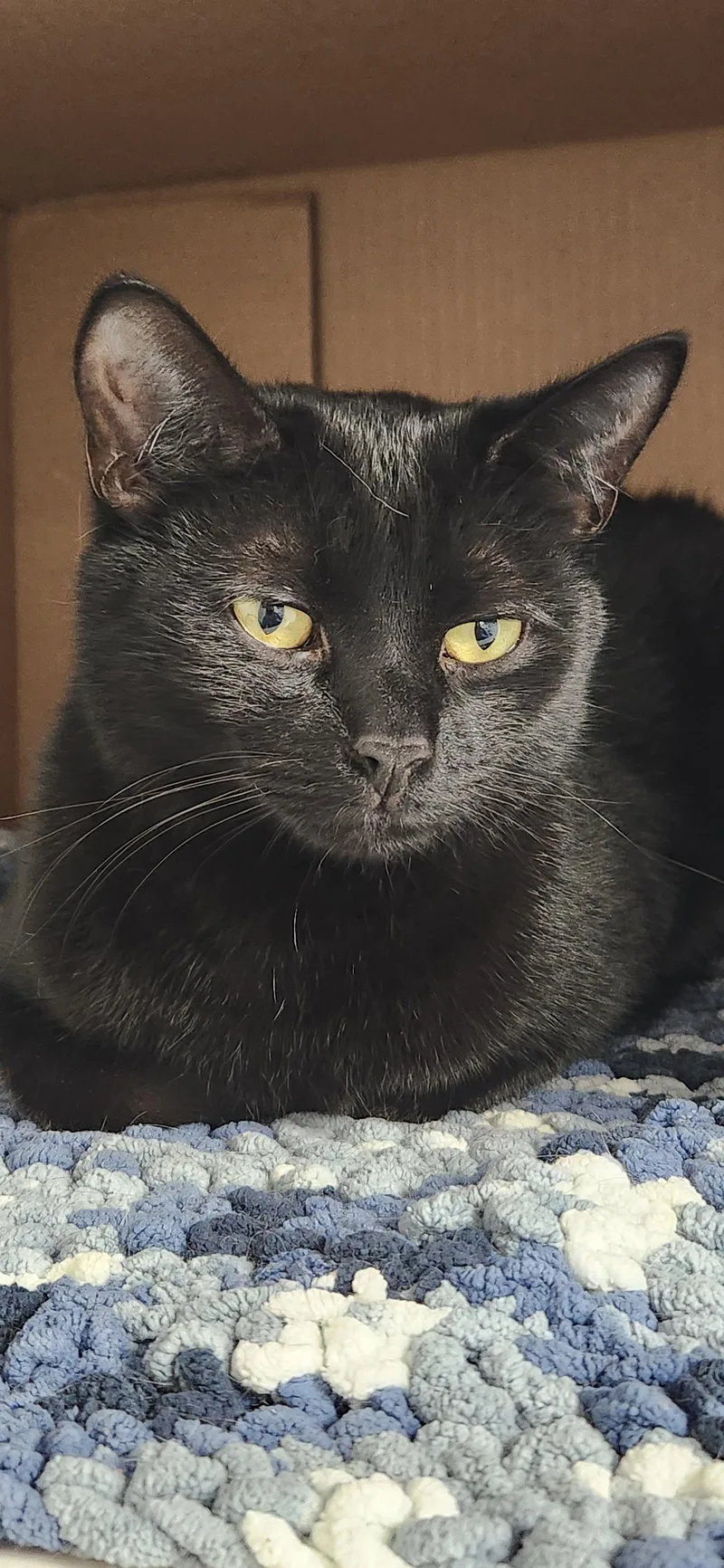 An adult medium-sized female Domestic Short Hair cat named Binx MT for adoption in Herndon, VA