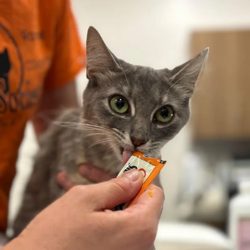 An adult medium-sized female Gray / Blue / Silver Domestic Medium Hair cat named Tamagotchi for adoption in Nashville, IN