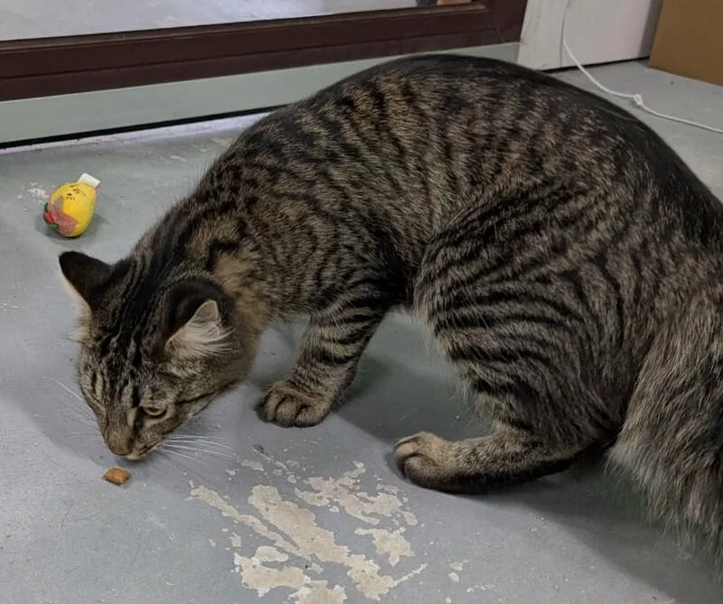 A young medium-sized female Tabby (Brown / Chocolate) Domestic Short Hair cat named Nocchi for adoption in Adrian, MI