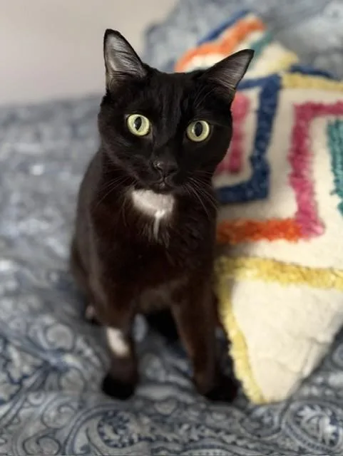 A young medium-sized male Domestic Short Hair cat named Christopher Robin for adoption in Louisville, KY