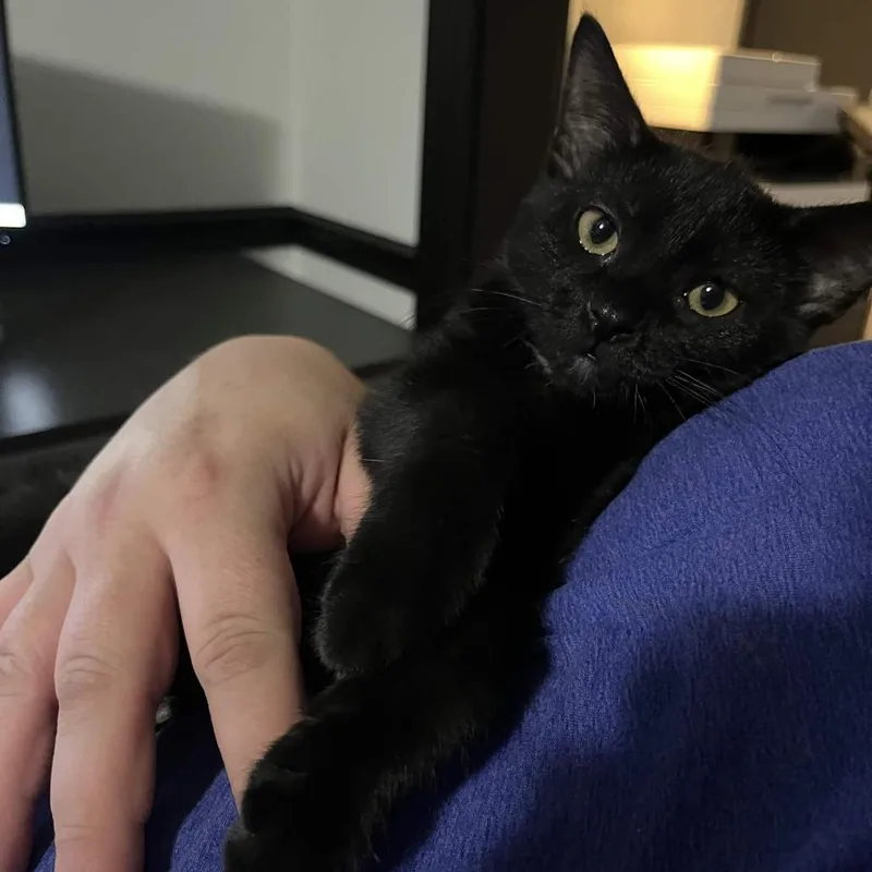 A baby small-sized female Black Domestic Short Hair cat named Mira for adoption in Tulsa, OK