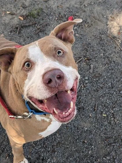 An adult extra large-sized male Mixed Breed dog named Bowser for adoption in Fairfax, VA
