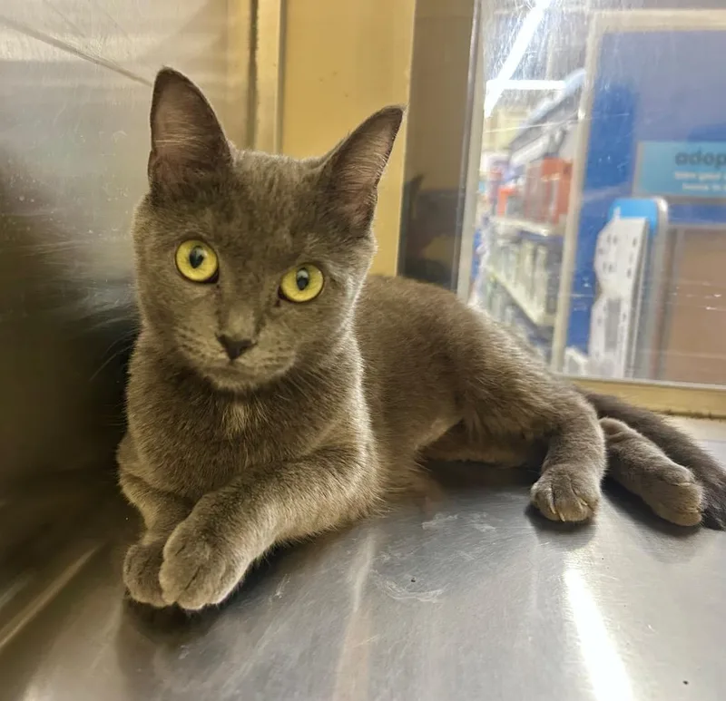 A young medium-sized female Domestic Short Hair cat named Sini for adoption in Cumming, GA