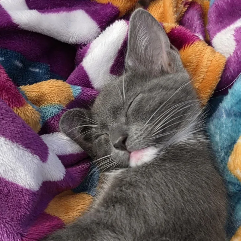 A baby small-sized male Gray / Blue / Silver Domestic Short Hair cat named Liberty for adoption in San Antonio, TX