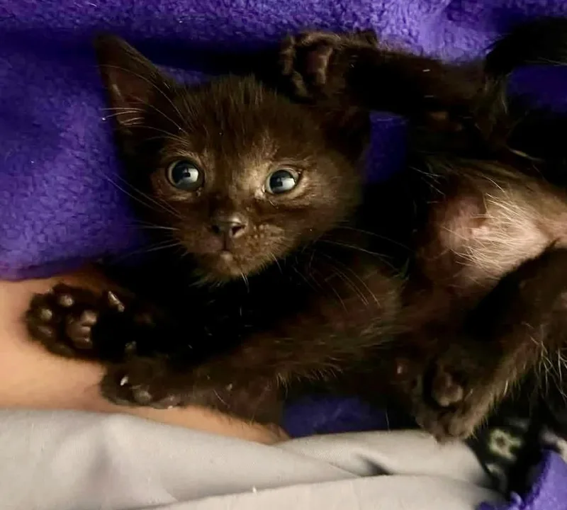 A baby small-sized female Domestic Short Hair cat named Binxy for adoption in Leonardtown, MD