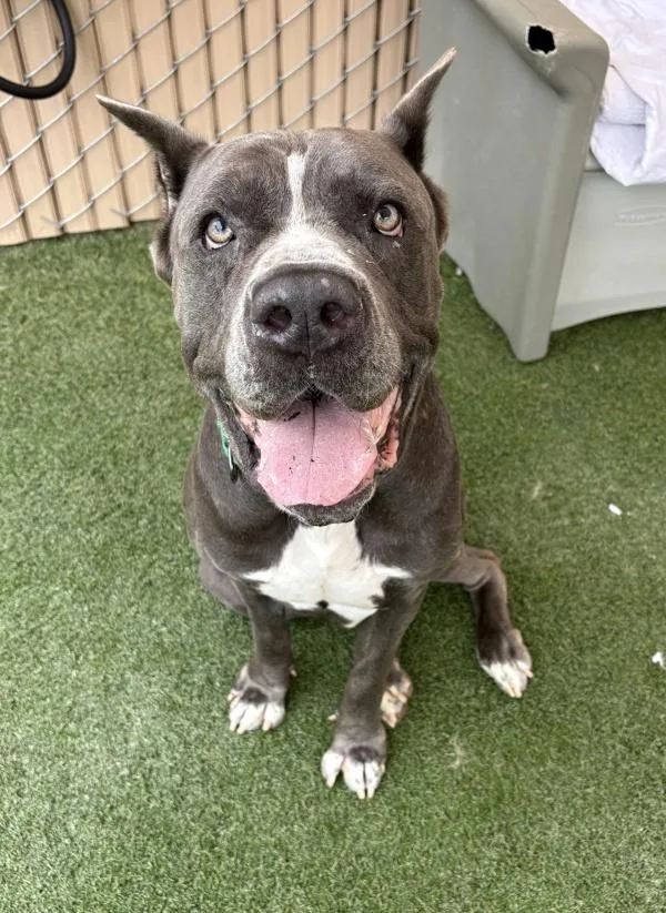 An adult extra large-sized male Cane Corso dog named Denali for adoption in Oceanside, CA