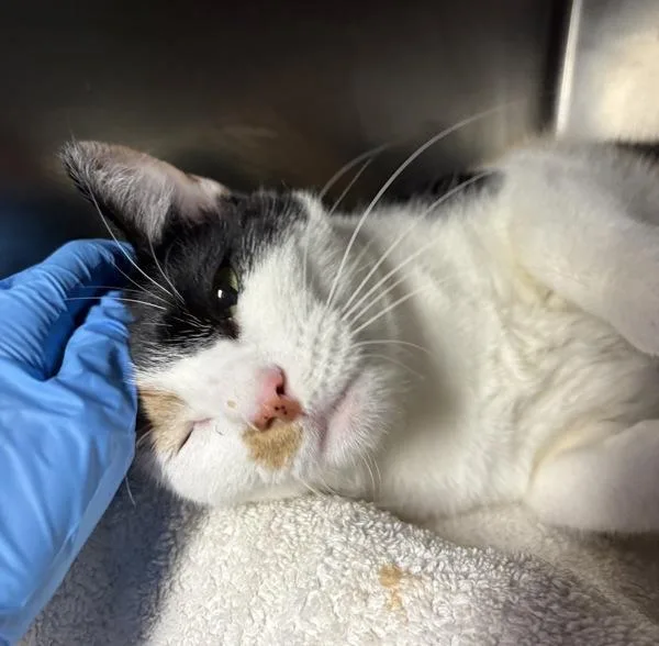 An adult large-sized female Domestic Short Hair cat named Millie Meowy Brown for adoption in New York, NY