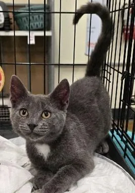 A young large-sized female Domestic Short Hair cat named Barrister for adoption in San Jacinto, CA