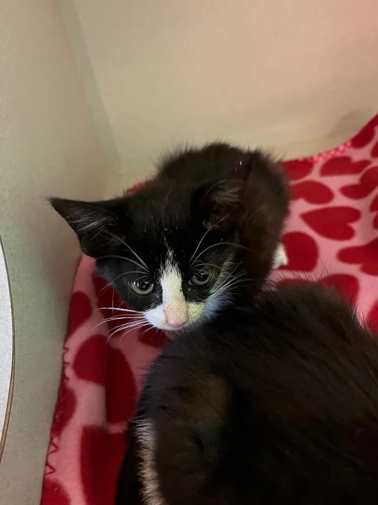 A baby medium-sized female Domestic Short Hair cat named Muchies for adoption in Morgantown, KY