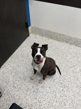 An adult medium-sized female Pit Bull Terrier dog named Maepole for adoption in Atlanta, GA